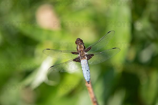 Broad-bodied chaser,