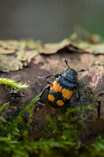 Black-horned gravedigger,