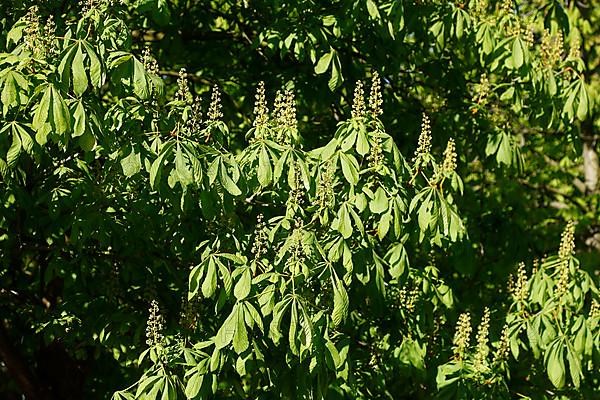 Horse chestnut,