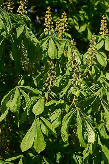 Horse chestnut,