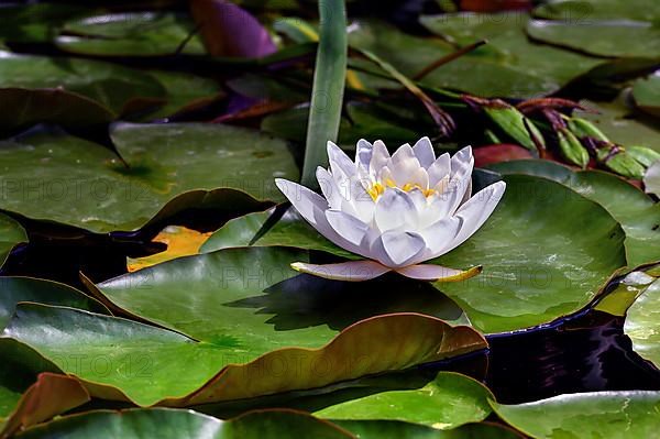 European white water lily,