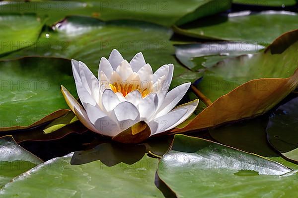 European white water lily,