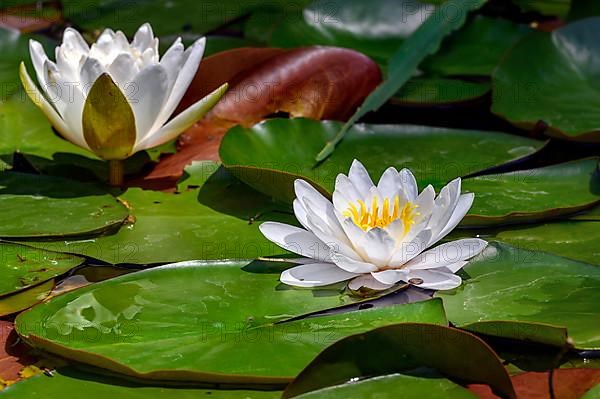 European white waterlilies,