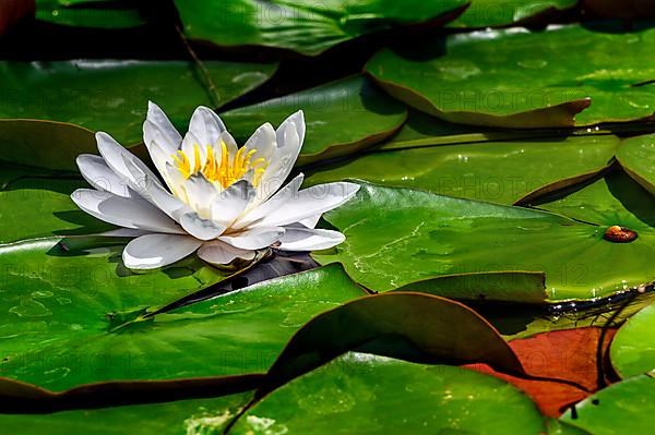 European white water lily,