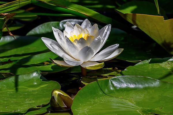 European white water lily,