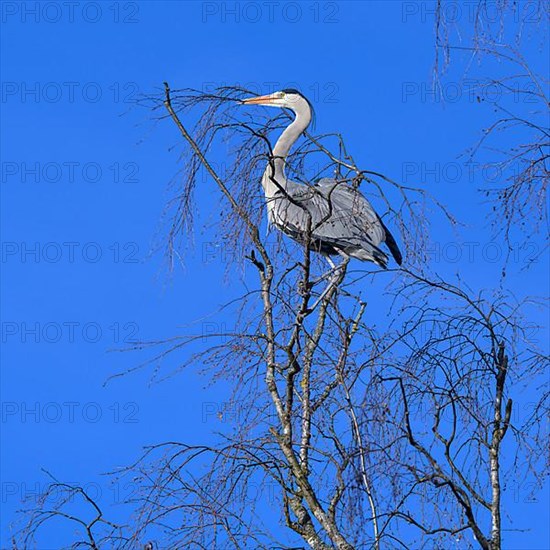 Grey heron,