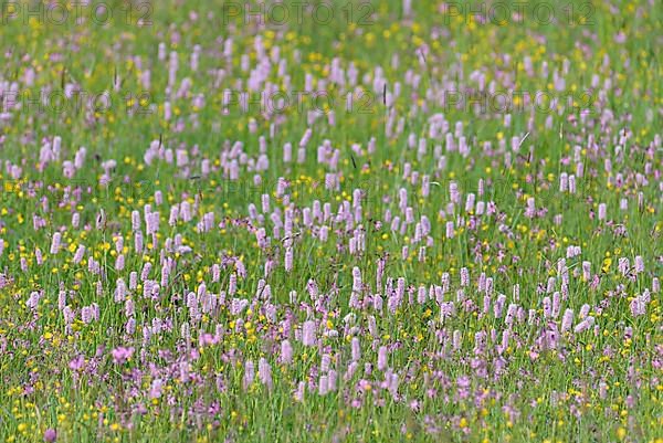 Meadow with wildflowers, buttercup