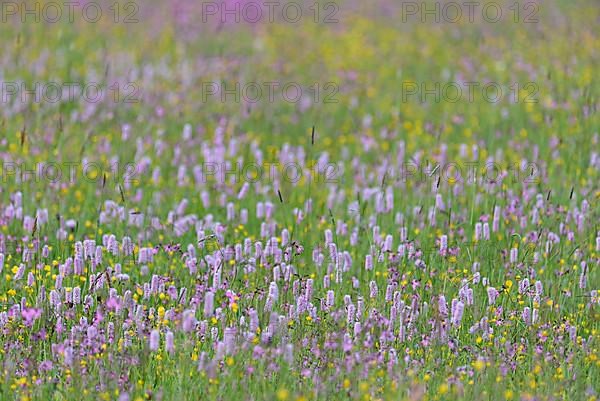 Meadow with wildflowers, buttercup