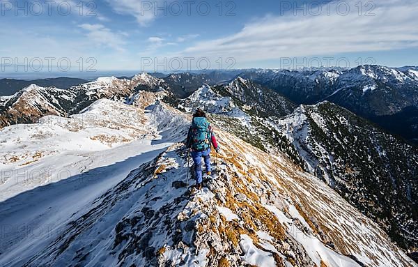 Mountaineer on the narrow rocky snowy ridge of the Ammergauer Hochplatte, view towards Loesertaljoch