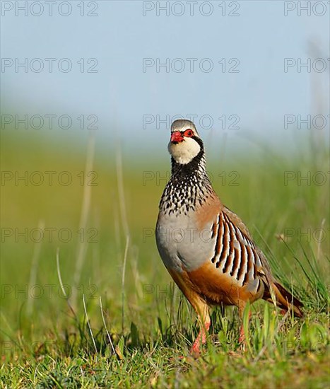 Red-legged partridge,