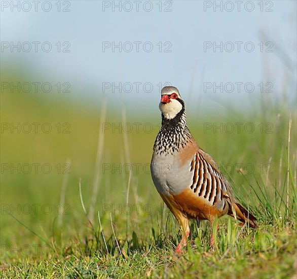 Red-legged partridge,