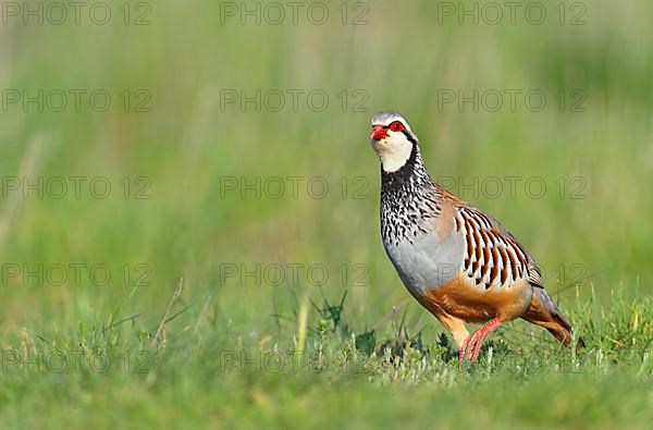 Red-legged partridge,