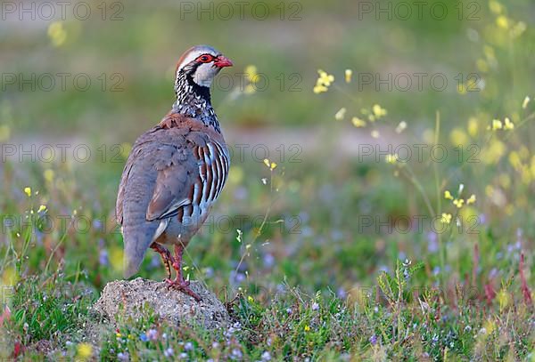 Red-legged partridge,