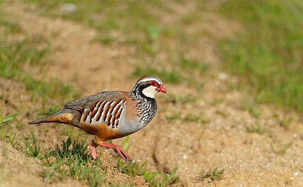 Red-legged partridge,