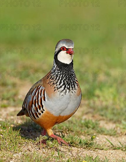 Red-legged partridge,