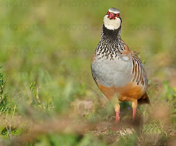 Red-legged partridge,