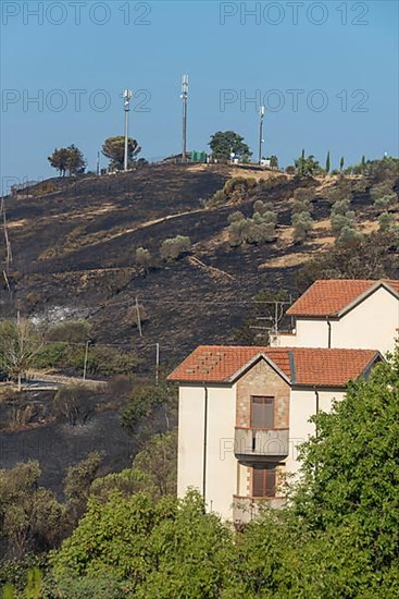 Burn marks in olive grove, forest fire