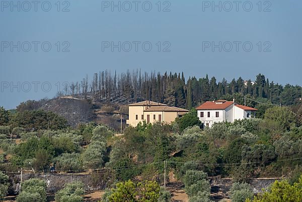 Burn marks, forest fire