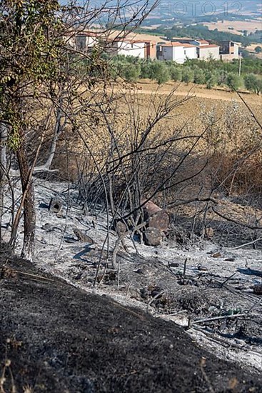 Burn marks, forest fire