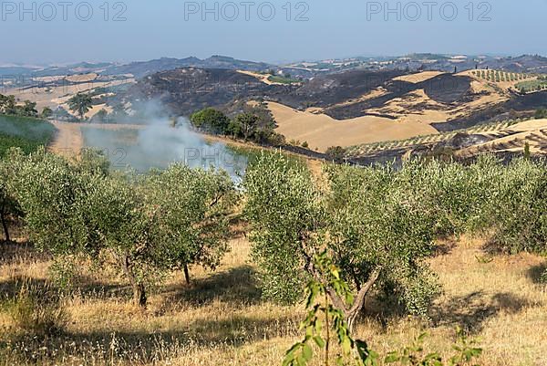 Burn marks, forest fire