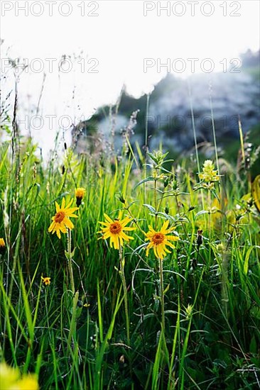 Mountain arnica,