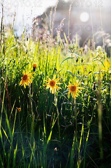 Mountain arnica,