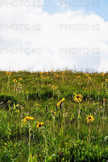 Mountain arnica,