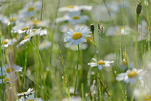 Marguerite,