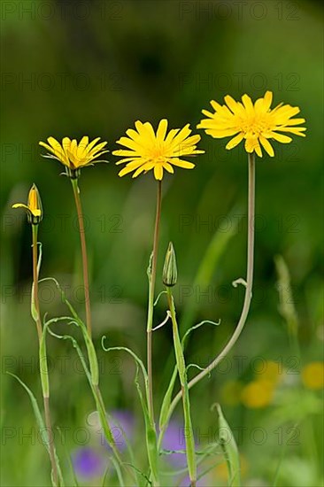 Meadow salsify,