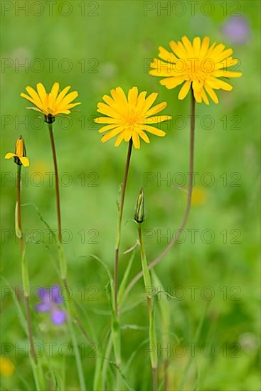 Meadow salsify,