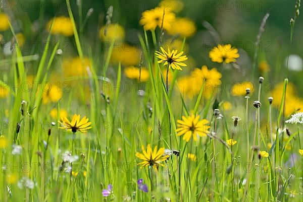 Meadow salsify,