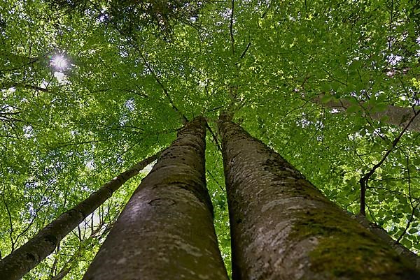 Common beech,