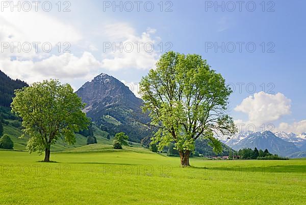 View of the Rubihorn 1957 m, framed by two european ash