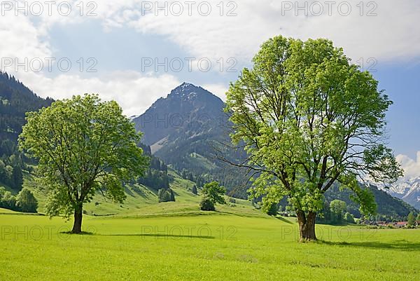 View of the Rubihorn 1957 m, framed by two european ash
