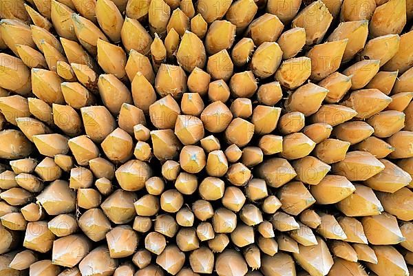 Stacked fence posts with sharpened ends, Bavaria