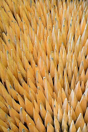 Stacked fence posts with sharpened ends, Bavaria