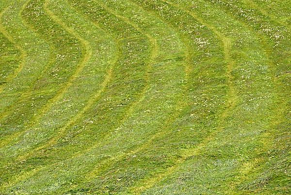 Meadow, with the first mowing