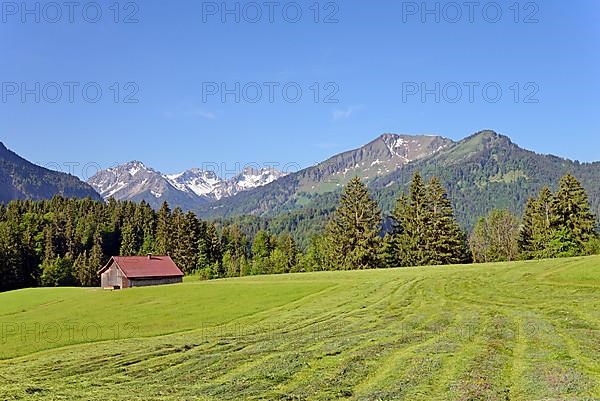 View to the mountains in Stillachtal, mown meadows with a wooden shed