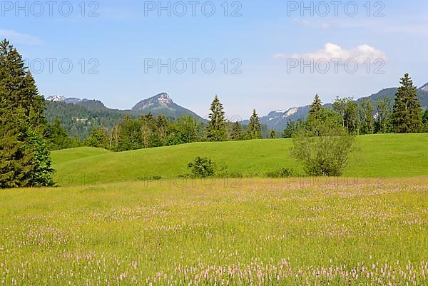 View over meadows with wild flowers, meadow bistort