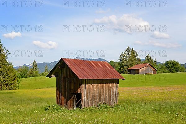 Meadows with woodsheds and wildflowers, meadow bistort