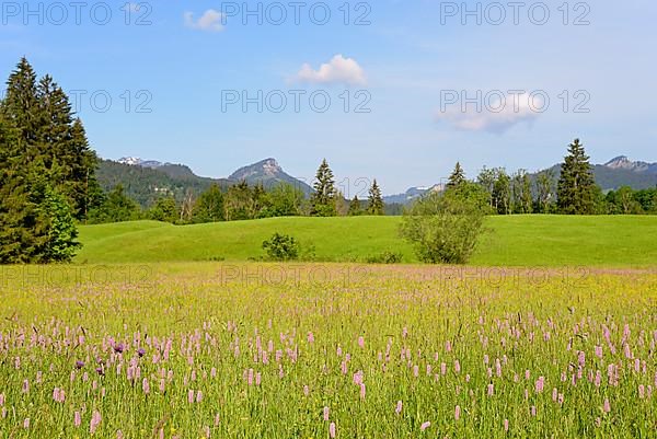 View over meadows with wild flowers, meadow bistort