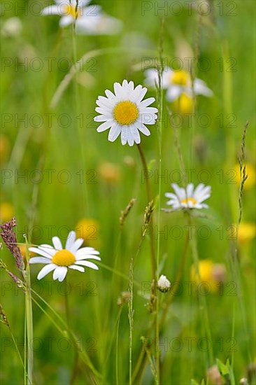 Marguerite,