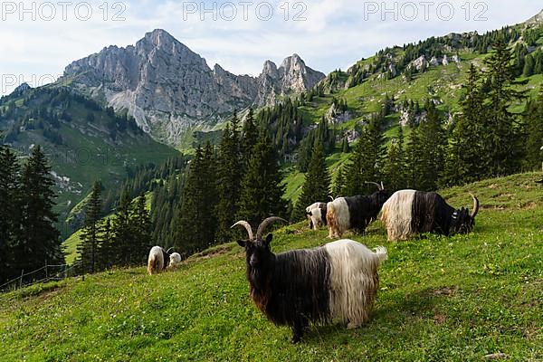 Walliser black-necked goats, Tannheimer Tal