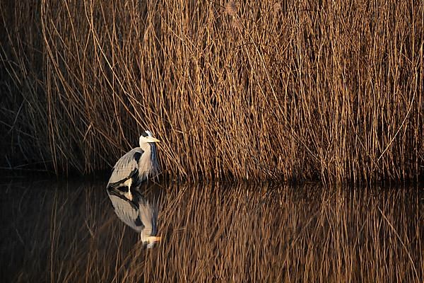 A grey heron lying in wait at the reed belt, Lake Uemmingen