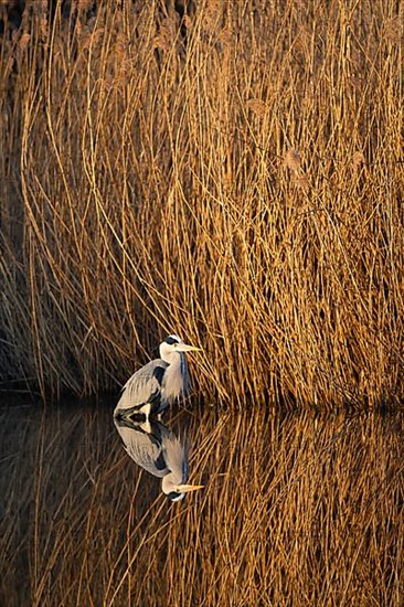 A grey heron lying in wait at the reed belt, Lake Uemmingen