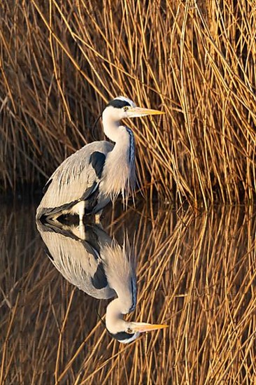 A grey heron lying in wait at the reed belt, Lake Uemmingen