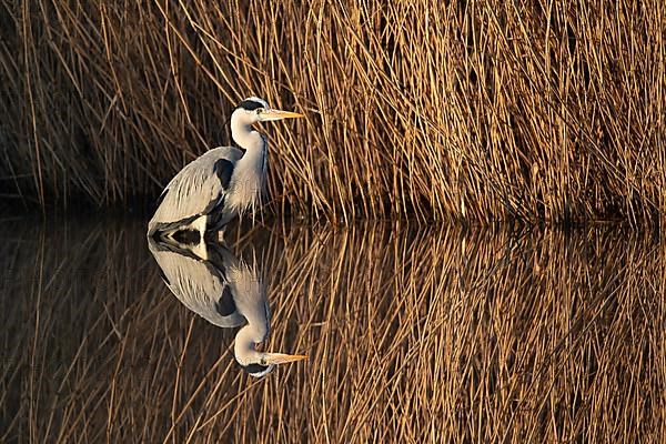 A grey heron lying in wait at the reed belt, Lake Uemmingen