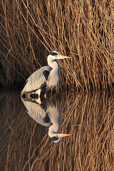 A grey heron lying in wait at the reed belt, Lake Uemmingen