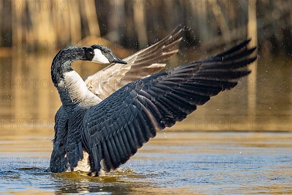 A Canada goose flaps its wings, Lake Uemmingen