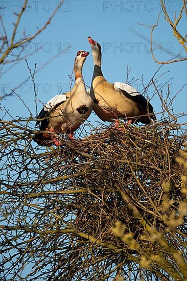 A pair of Egyptian Geese on their nest in a tree, Lake Uemmingen